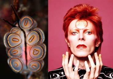 sea snail david bowie