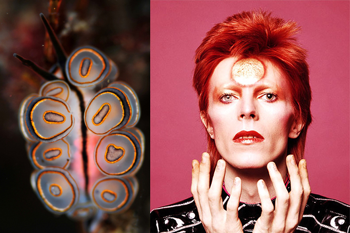 sea snail david bowie