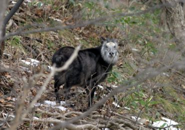 japanese serow